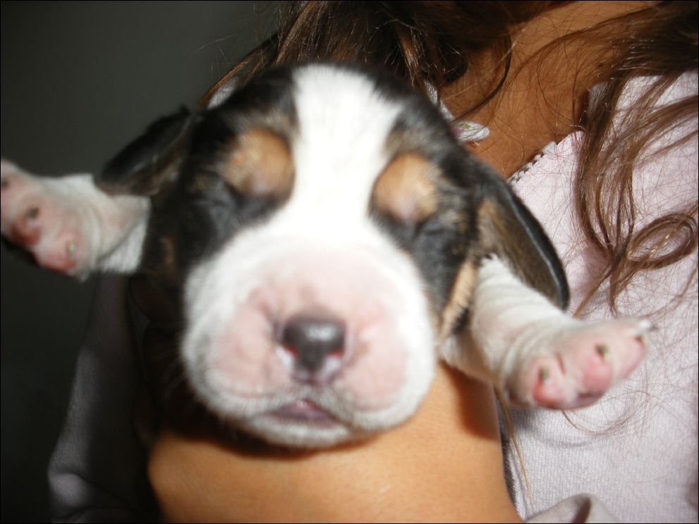 cuccioli amelie-13